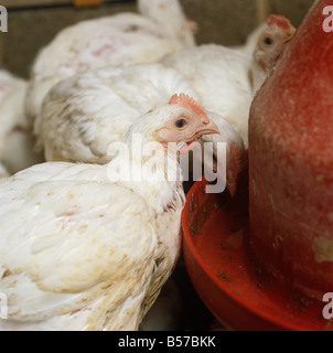 Young broiler chickens near water container in an open house Dorset Stock Photo