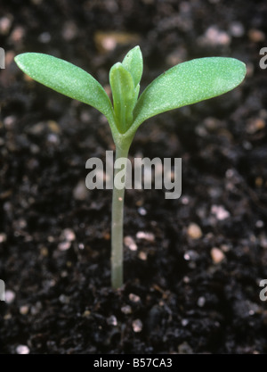 Corn marigold Chrysanthemum segetum seedling with cotyledons first true leaves appearing Stock Photo