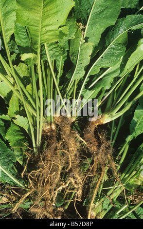 Harvested horseradish roots Stock Photo