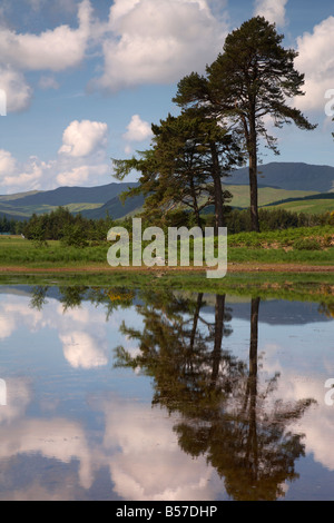 Pines by Loch Tulla, Scotland Stock Photo