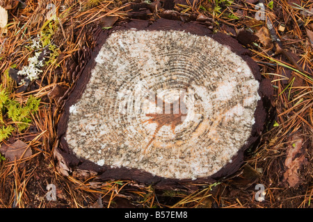 Tree stump at Dog Falls in Glen Affric surrounded by pine needles moss and some lichen. Stock Photo