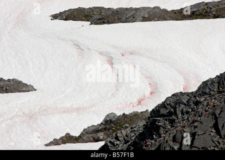 Watermelon Snow, Chlamydomonas nivalis, on a snowfield at Sahale ...