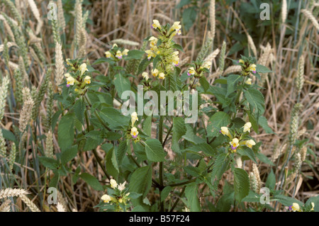 Large flowered hemp nettle Galeopsis speciosa flowering weeds in ripe wheat Stock Photo