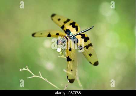 Rhyothemis variegata. Common Picturewing dragonfly /  variegated flutterer in the Indian countryside. Andhra Pradesh, India Stock Photo