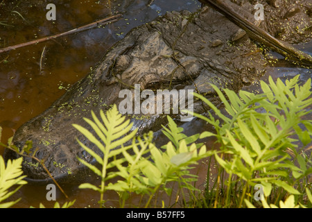 A male alligator lies in wait for his next meal in a swamp in South Carolina. Stock Photo