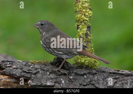 Fox Sparrow Passerella iliaca perched on log in Saanich Victoria Vancouver Island BC in April Stock Photo