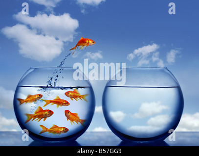 goldfish jumping out of the water from a crowded bowl Stock Photo