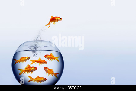 goldfish jumping out of the water from a crowded bowl Stock Photo