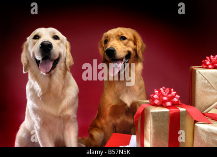 License available at MaximImages.com - Golden Retrievers with Christmas gifts Stock Photo