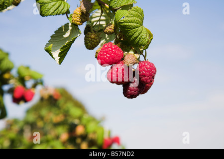 Raspberry bush Stock Photo