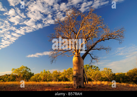 Boab tree, Kimberley, Western Australia, Australia, Pacific Stock Photo