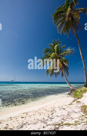 Palm trees on beach Silk Caye Belize Central America Stock Photo