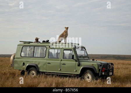 Cheetah (Acinonyx jubatus) on Land Rover safari vehicle, Masai Mara National Reserve, Kenya, East Africa, Africa Stock Photo