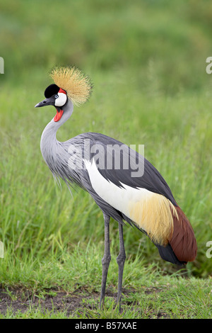 Grey crowned crane (Southern crowned crane) (Balearica regulorum), Serengeti National Park, Tanzania, East Africa, Africa Stock Photo