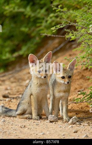 Two Cape fox kits, Kgalagadi Transfrontier Park, encompassing the former Kalahari Gemsbok National Park, Africa Stock Photo