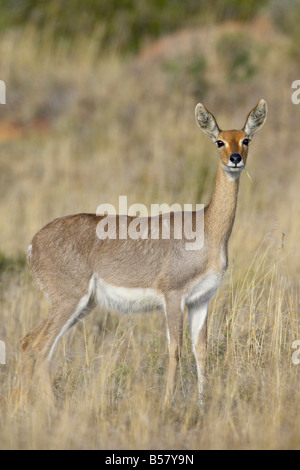 Female mountain reedbuck (Redunca fulvorufula), Mountain Zebra National Park, South Africa, Africa Stock Photo