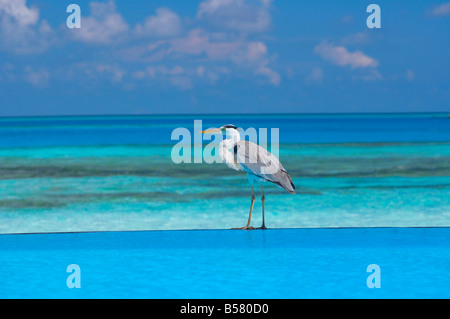 Blue heron standing in water, Maldives, Indian Ocean, Asia Stock Photo