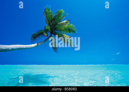 Palm tree overhanging the sea, Male Atoll, Maldives, Indian Ocean, Asia Stock Photo