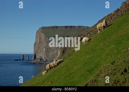 Sheep grazing on a steep slope above cliffs of rugged coastline, Faroe Islands, Denmark, Europe Stock Photo