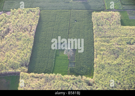 Fields along the Nile, near the town of Luxor, Egypt, North Africa, Africa Stock Photo
