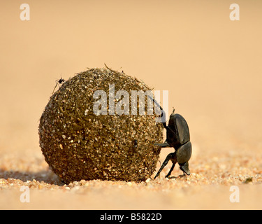 Dung beetle rolling a dung ball, Kruger National Park, South Africa, Africa Stock Photo