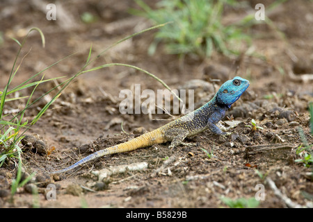 Southern tree agama (Acanthocerus atricollis), Imfolozi Game Reserve, South Africa, Africa Stock Photo