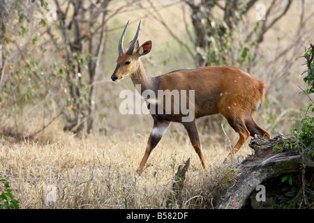 Male bushbuck (Tragelaphus scriptus), Masai Mara National Reserve, Kenya, East Africa, Africa Stock Photo