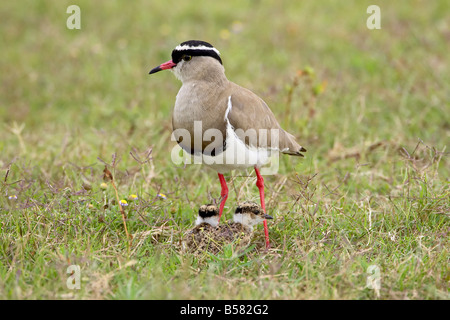 Crowned plover or crowned lapwing (Vanellus coronatus) adult with two chicks, Addo Elephant National Park, South Africa, Africa Stock Photo