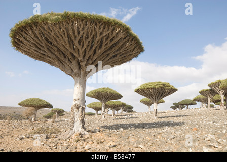 Dragon's Blood Tree (Dracaena cinnabari), endemic to island, Diksam Plateau, central Socotra Island, Yemen, Middle East Stock Photo