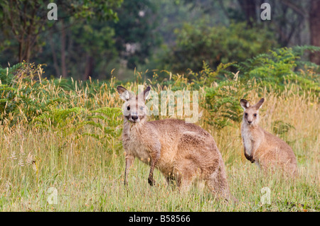 Eastern grey kangaroos, Geehi, Kosciuszko National Park, New South Wales, Australia, Pacific Stock Photo