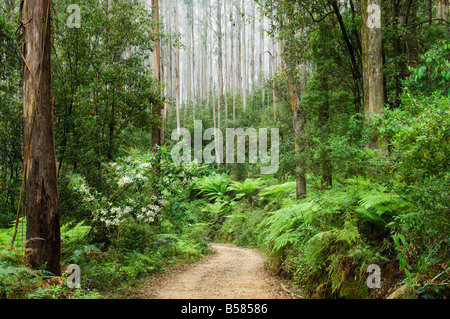 Road through rainforest, Yarra Ranges National Park, Victoria, Australia, Pacific Stock Photo