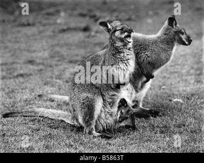 Minnie, the Wallaby, of the Zoo owned by Sir Garron Tyrwhit Drake of Maidstone, has given birth to a youngster, which she carries in her pouch. He is now beginning to feed himself on potato peelings, but the lazy thing dosen't get out of its pouch. The family trio, mother, father and baby. Mother finds something to laugh at. April 1944 P004181 Stock Photo