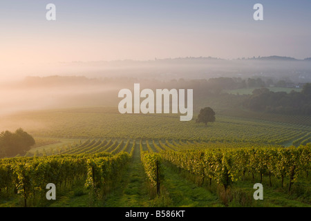 Early morning mist over vineyard, The North Downs, Dorking, Surrey, England, United Kingdom, Europe Stock Photo