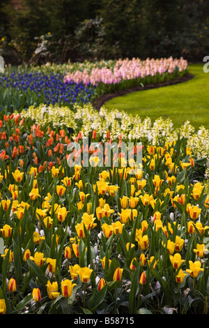 Tulip flower borders, Keukenhof, park and gardens near Amsterdam, Netherlands, Europe Stock Photo