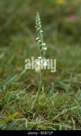Autumn ladys tresses Spiranthes spiralis plant flowering in short grass Stock Photo