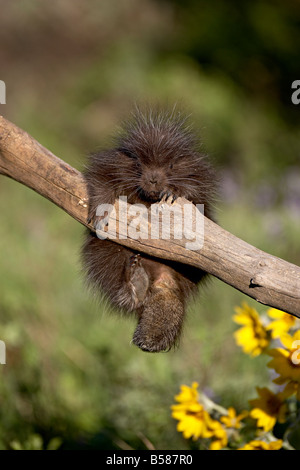 A captive baby porcupine (Erethizon dorsatum), Animals of Montana, Bozeman, Montana, United States of America, North America Stock Photo