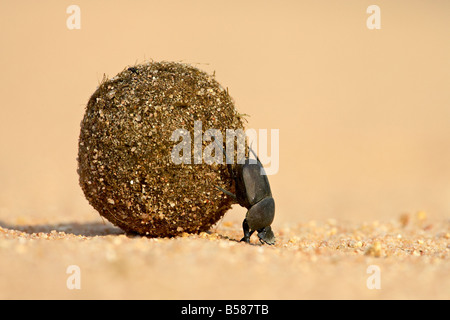 Dung beetle pushing a ball of dung, Masai Mara National Reserve, Kenya, East Africa, Africa Stock Photo