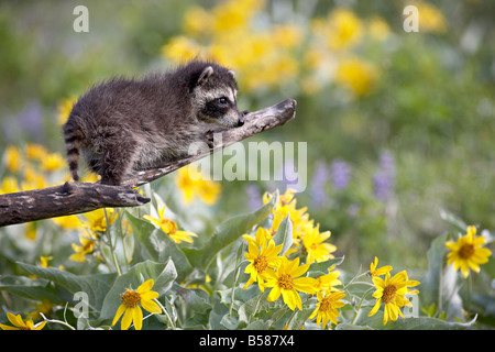 Baby raccoon (Procyon lotor) in captivity, Animals of Montana, Bozeman, Montana, United States of America, North America Stock Photo