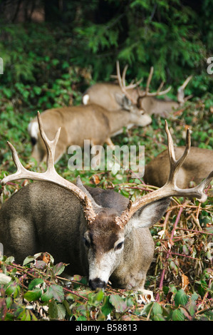 Mule buck deer with an impressive set of antlers, Yosemite National Park, California, United States of America, North America Stock Photo