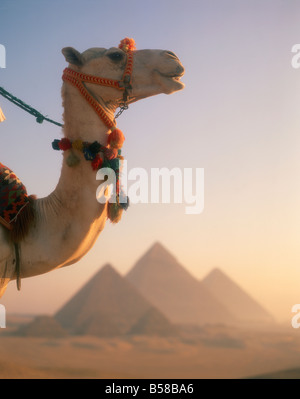 Close up of a camel before the Pyramids at Giza Cairo Egypt North Africa Africa Stock Photo