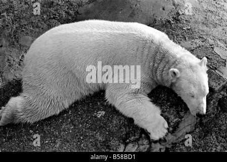 London Zoo's Polar Bear seen here enjoying the recent cold snap. Polar bear Sabrina took advantage of the sunshine to have a doze. January 1971 71-00233-007 Stock Photo