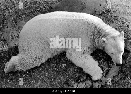 London Zoo's Polar Bear seen here enjoying the recent cold snap. Polar bear Sabrina took advantage of the sunshine to have a doze. January 1971 71-00233-008 Stock Photo