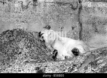 London Zoo's Polar Bear seen here enjoying the recent cold snap. Pipaluk another Polar bear, was also asleep in the sunshine, gave a bighyawn and dropped off again. January 1971 71-00233-017 Stock Photo