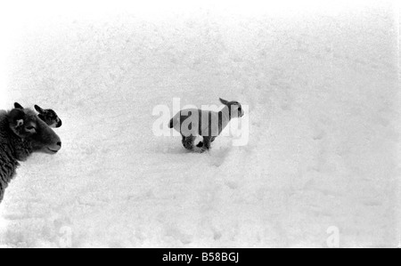 .Just two days old and wanting to gambol about the field but unable to find it under a heavy fall of snow. That's the predicament of this young lamb in a field at Shoreham in Kent where some inches fell during the night. January 1977 77-00187-003 Stock Photo