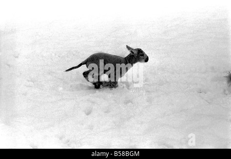 .Just two days old and wanting to gambol about the field but unable to find it under a heavy fall of snow. That's the predicament of this young lamb in a field at Shoreham in Kent where some inches fell during the night. January 1977 77-00187-004 Stock Photo