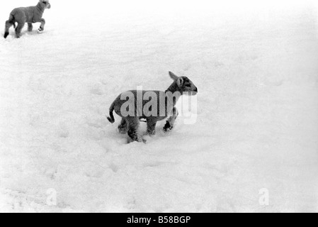 .Just two days old and wanting to gambol about the field but unable to find it under a heavy fall of snow. That's the predicament of this young lamb in a field at Shoreham in Kent where some inches fell during the night. January 1977 77-00187-005 Stock Photo