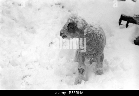 .Just two days old and wanting to gambol about the field but unable to find it under a heavy fall of snow. That's the predicament of this young lamb in a field at Shoreham in Kent where some inches fell during the night. January 1977 77-00187-012 Stock Photo