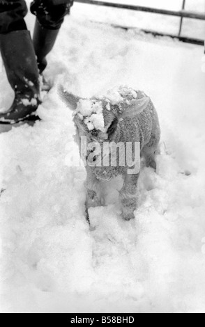 .Just two days old and wanting to gambol about the field but unable to find it under a heavy fall of snow. That's the predicament of this young lamb in a field at Shoreham in Kent where some inches fell during the night. January 1977 77-00187 Stock Photo