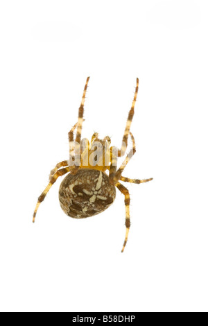 Cross Spider (Araneus diadematus) Sitting on Web with a White Background. Stock Photo