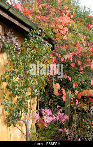 GARLIC DRYING UNDER ROOF EAVES VITIS COGNETIAE SHOWS AUTUMN COLOUR AND NERINE BOWDENII FLOWERS IN HOLBROOK GARDEN DEVON Stock Photo